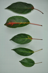 Elaeocarpus japonicus