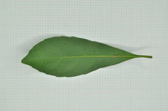 Elaeocarpus sylvestris