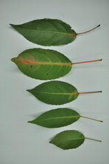 Elaeocarpus japonicus