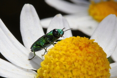 Bilyaxia concinna