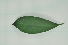 Elaeocarpus sylvestris