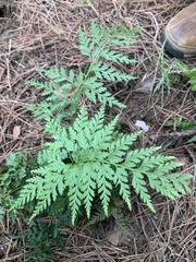 Asplenium adiantum-nigrum