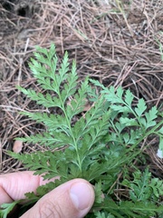 Asplenium adiantum-nigrum