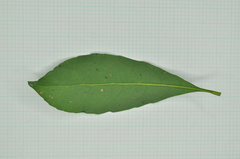 Elaeocarpus sylvestris