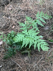 Asplenium adiantum-nigrum
