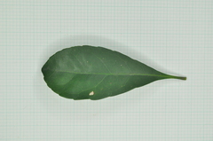 Elaeocarpus sylvestris