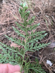 Asplenium adiantum-nigrum