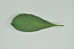 Elaeocarpus sylvestris