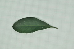 Elaeocarpus sylvestris