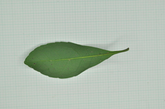 Elaeocarpus sylvestris