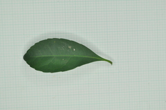 Elaeocarpus sylvestris