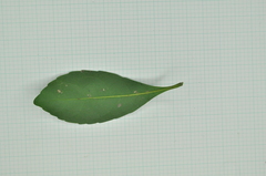 Elaeocarpus sylvestris