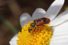 Arthrobrachus nigromaculatus