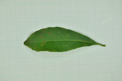 Elaeocarpus sylvestris