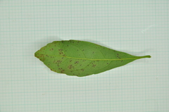 Elaeocarpus sylvestris