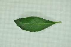 Elaeocarpus sylvestris