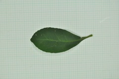 Elaeocarpus sylvestris