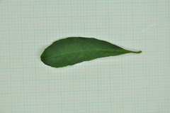 Elaeocarpus sylvestris