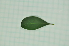 Elaeocarpus sylvestris