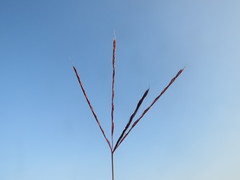 Andropogon appendiculatus