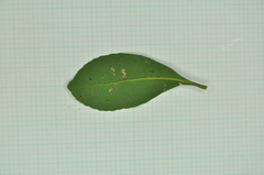 Elaeocarpus sylvestris