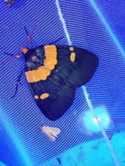 Egybolis vaillantina