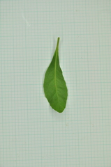 Elaeocarpus sylvestris