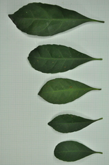 Elaeocarpus sylvestris