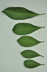 Elaeocarpus sylvestris