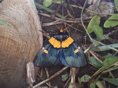 Egybolis vaillantina