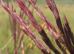 Andropogon appendiculatus