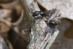 Camponotus aethiops