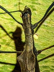 Pseudophasma unicolor