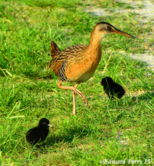 King Rail photo 3