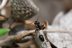 Camponotus aethiops