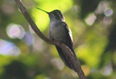 Lampornis viridipallens