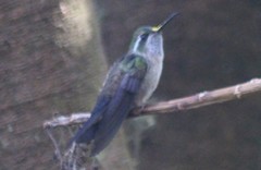 Lampornis viridipallens