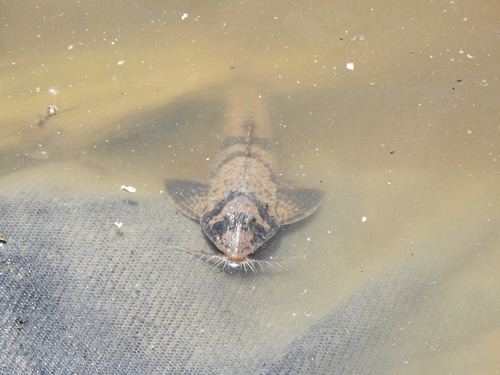 Paraloricaria vetula
