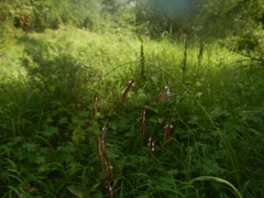 Bromus pumpellianus arcticus