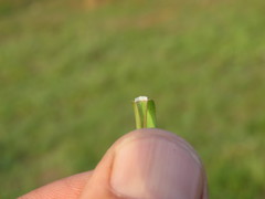 Andropogon appendiculatus