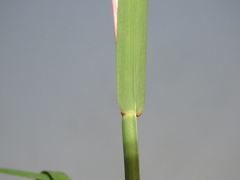 Andropogon appendiculatus