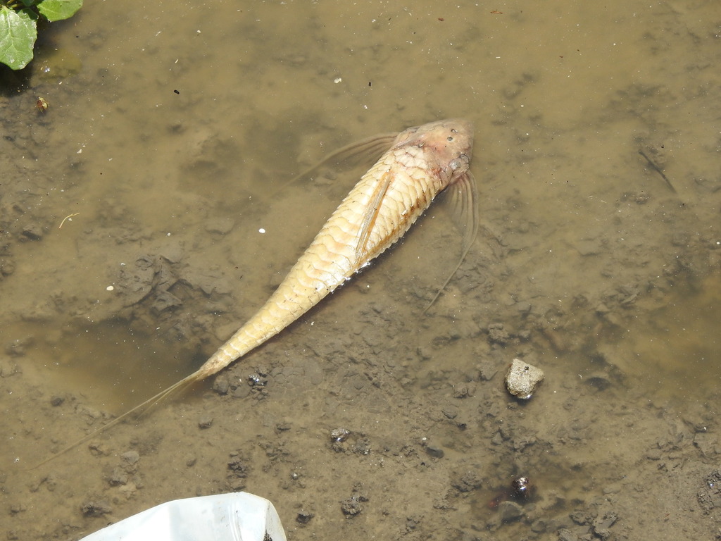Paraguay Whiptail Catfish