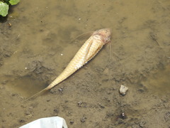 Loricaria apeltogaster