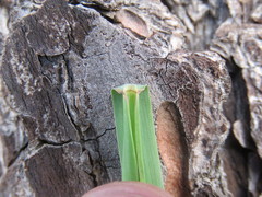 Andropogon appendiculatus