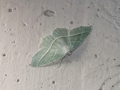 Campaea margaritaria