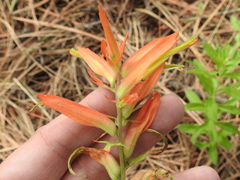Castilleja patriotica