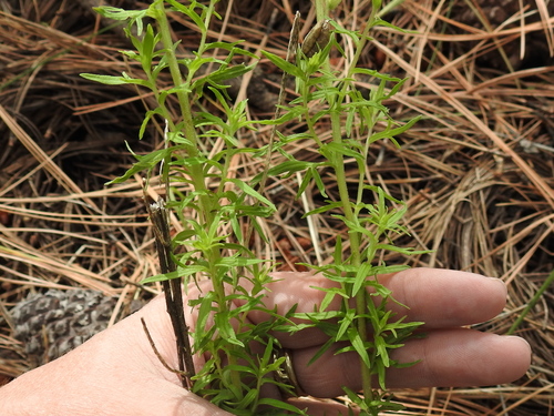 Image of Castilleja patriotica by (c) Sam Kieschnick, some rights reserved (CC BY)