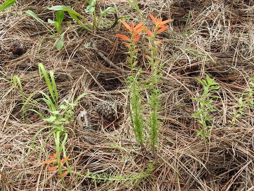 Image of Castilleja patriotica by (c) Sam Kieschnick, some rights reserved (CC BY)