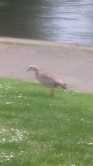 Alopochen aegyptiaca