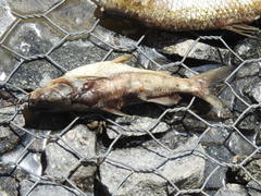 Pimelodus albicans